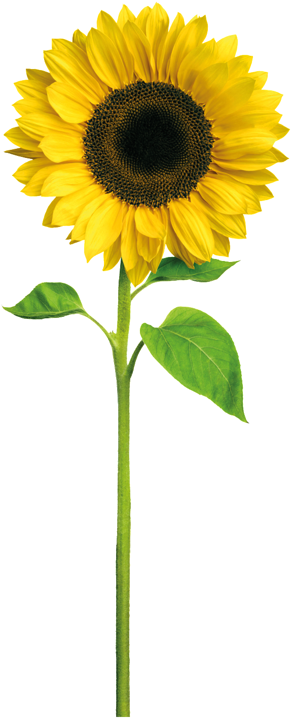 Yellow Sunflower Cartoon Transparent - Sunshine Happy Birthday Daughter In Law (1024x1536), Png Download
