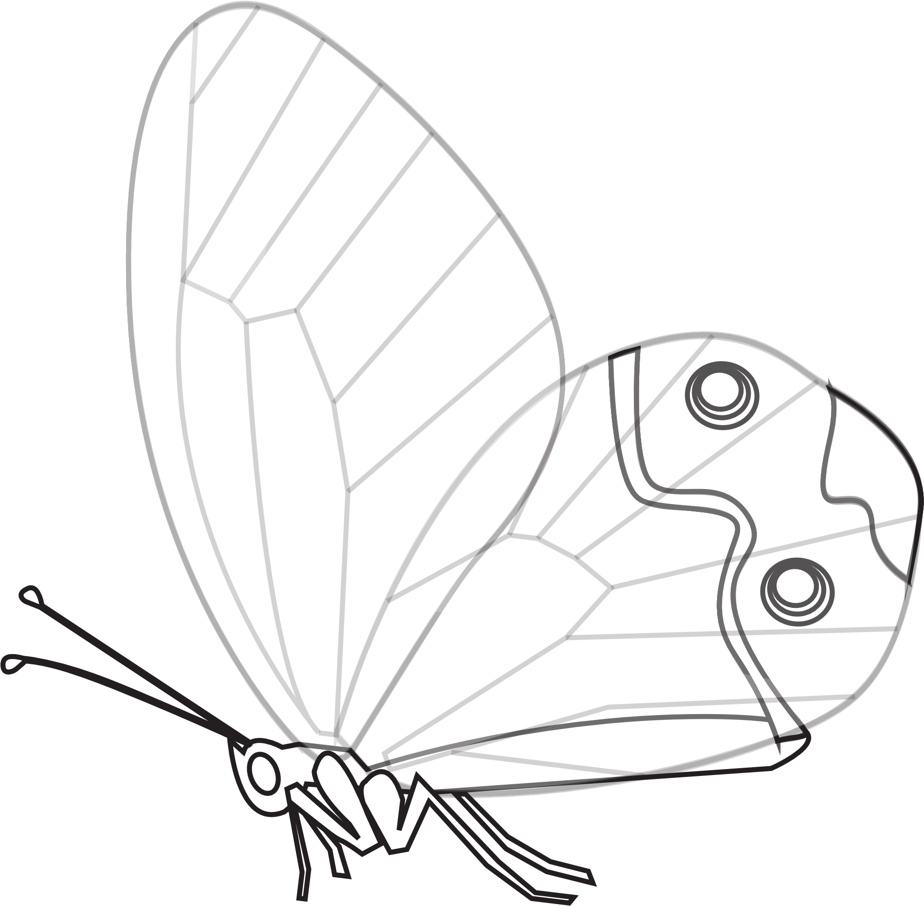 Papillon Transp Butterfly Black White Line Art 1969px - Black And White (1969x1928), Png Download