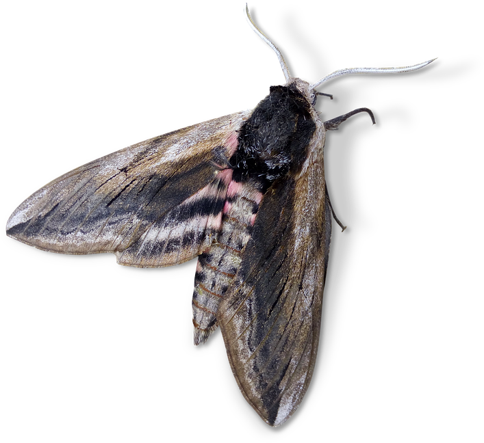 Moth, Night Butterfly, Agrius Convolvuli - Mariposa Noturna Png (740x720), Png Download