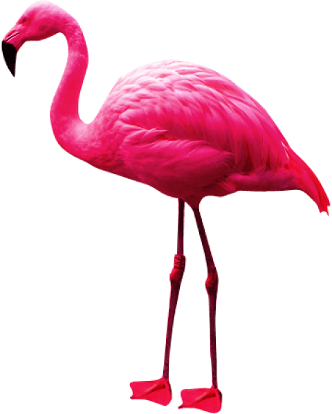 Free Png Flamingo Png Images Transparent - Flamingo Png (480x599), Png Download