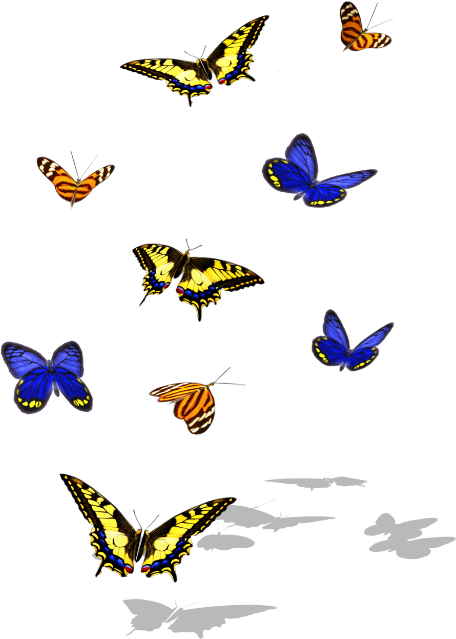 Http - //sharedimages - A - Bpcdn - Net - Papilio Machaon (941x1317), Png Download