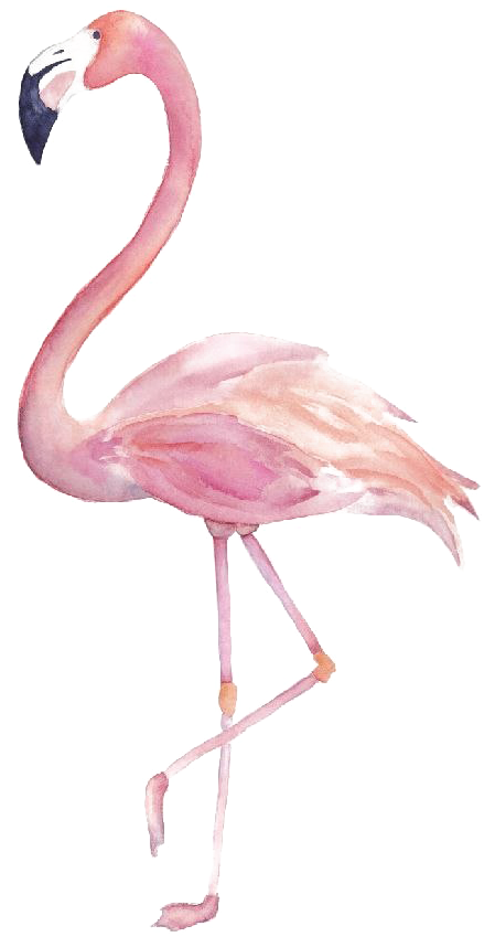 Download Transparent Flamingo Png Image Transparent - Flamingo Clipart Watercolor - PNGkit