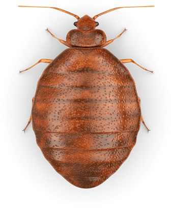 Raid Bed Bug Detector & Trap, 8 Ct (425x600), Png Download