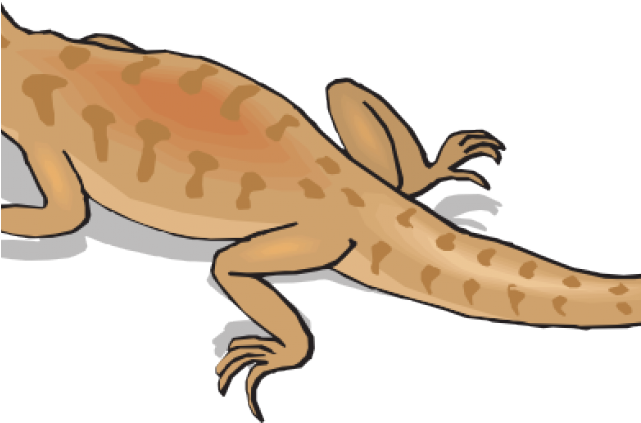 Gecko Free On Dumielauxepices Net - Kangaroo Conservation Center (640x480), Png Download