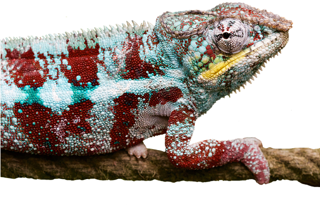 How To Choose A Right Pet Lizard - Chameleons (640x428), Png Download