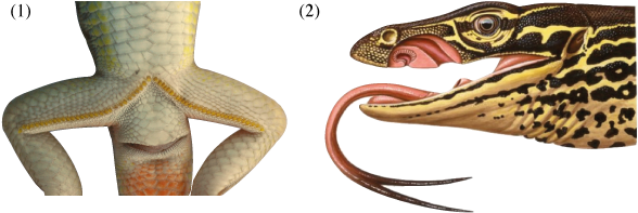 Many Lizards Are Equipped With Specialized Epidermal - Photography (619x227), Png Download