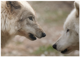 Werewolves: The Wanted Als Ebook Von Angela Beegle (400x400), Png Download