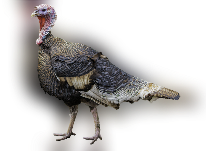 Color Palette Ideas From Domesticated Turkey Wild Galliformes - Turkey Meat (700x500), Png Download