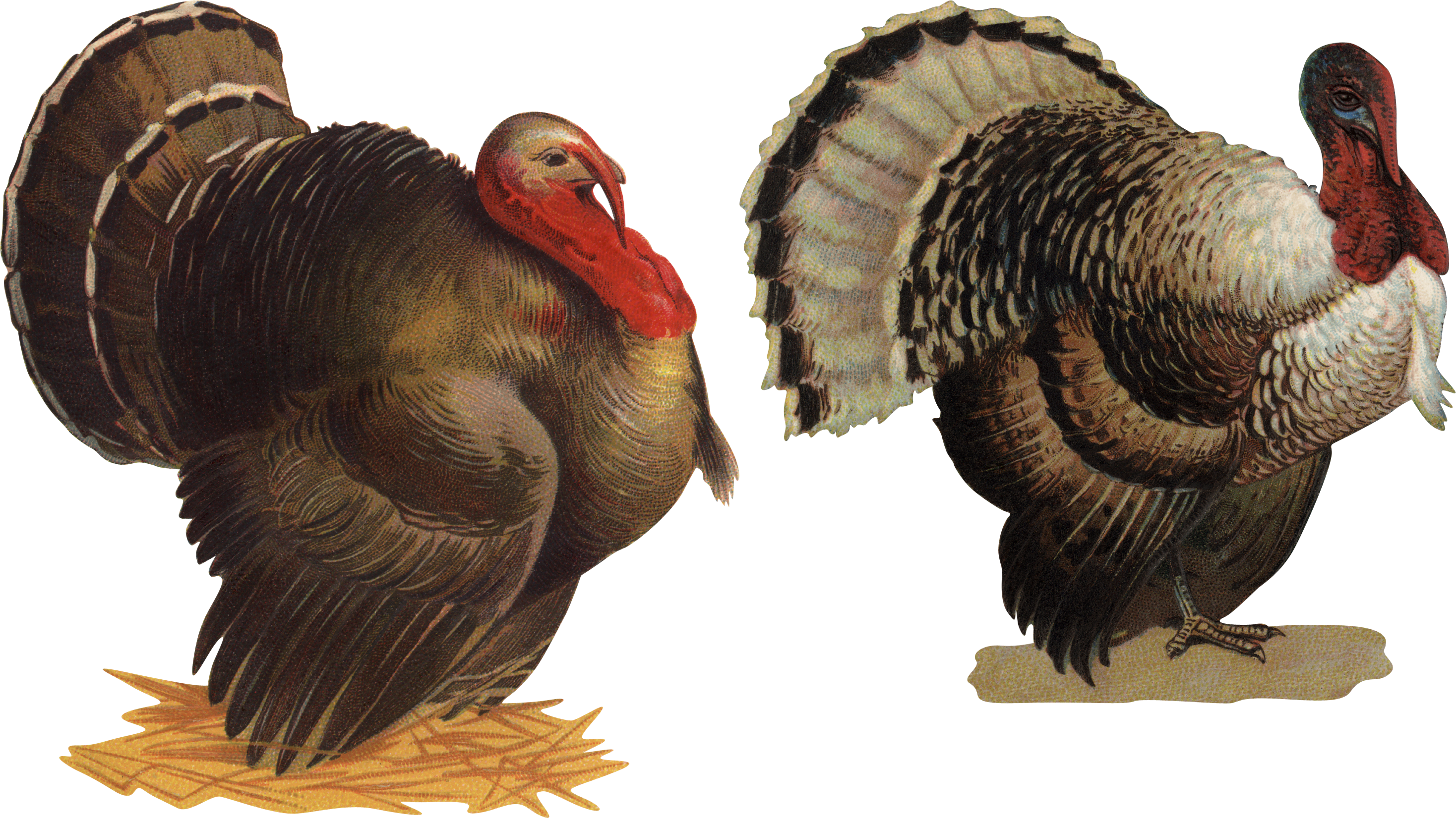 Wild Turkey Png (2936x1651), Png Download