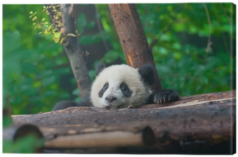 Giant Panda (400x400), Png Download