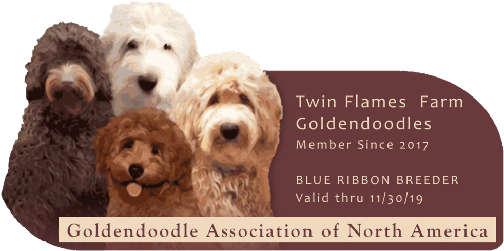 Teddy Bear Goldendoodles - Goldendoodle Vs Labradoodle (500x250), Png Download