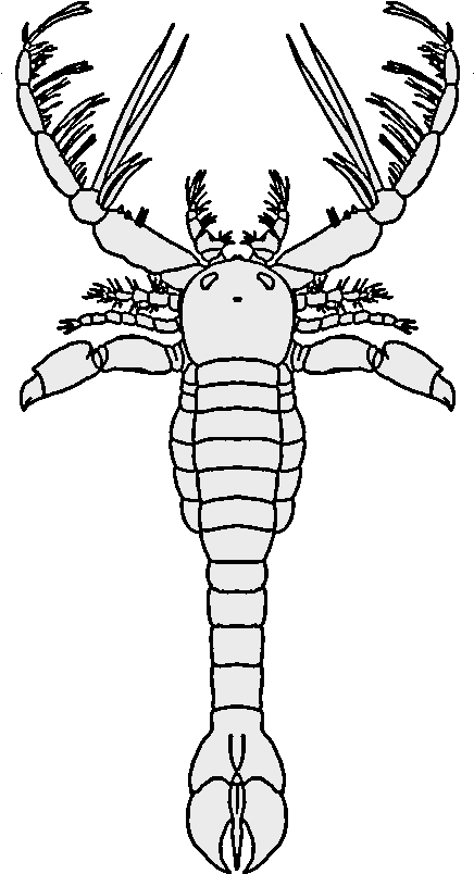 Megalograptus No Background - Megalograptus (608x856), Png Download