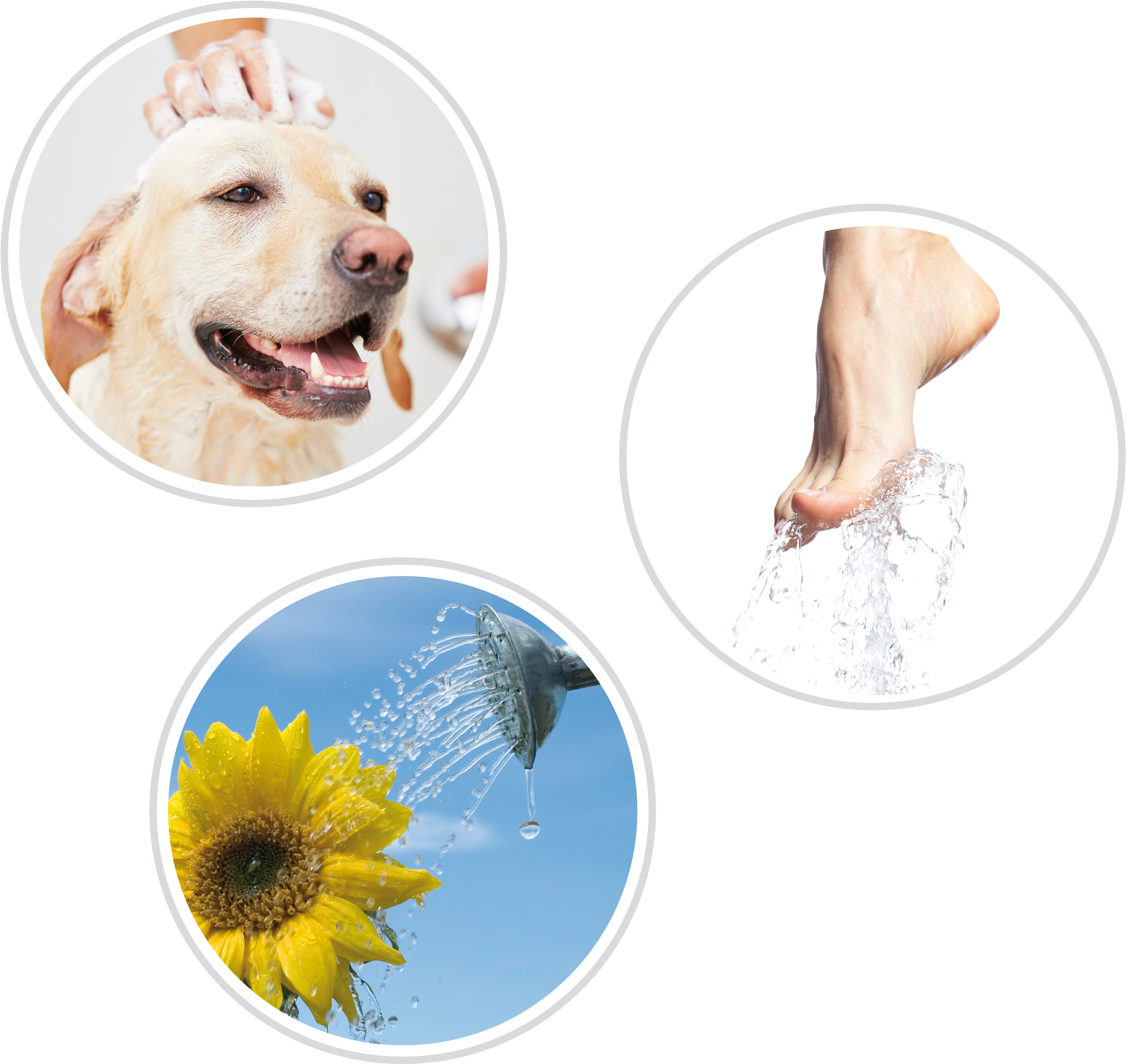 Usos-ducha - Nootie Dermatology Solutions Oatmeal Dog Shampoo With (3204x3077), Png Download