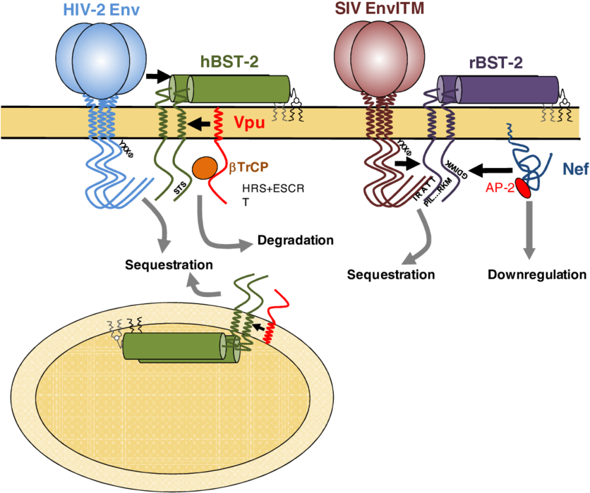 Schematic Representation Of The Mechanisms Employed - Tetherin (850x717), Png Download