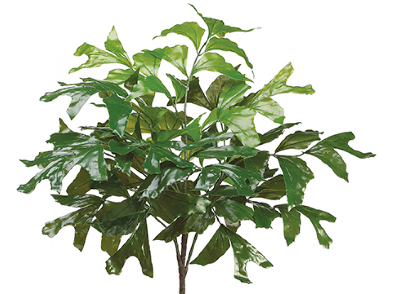 26" Eva Fishtail Palm Bush Green - Caryota (800x800), Png Download