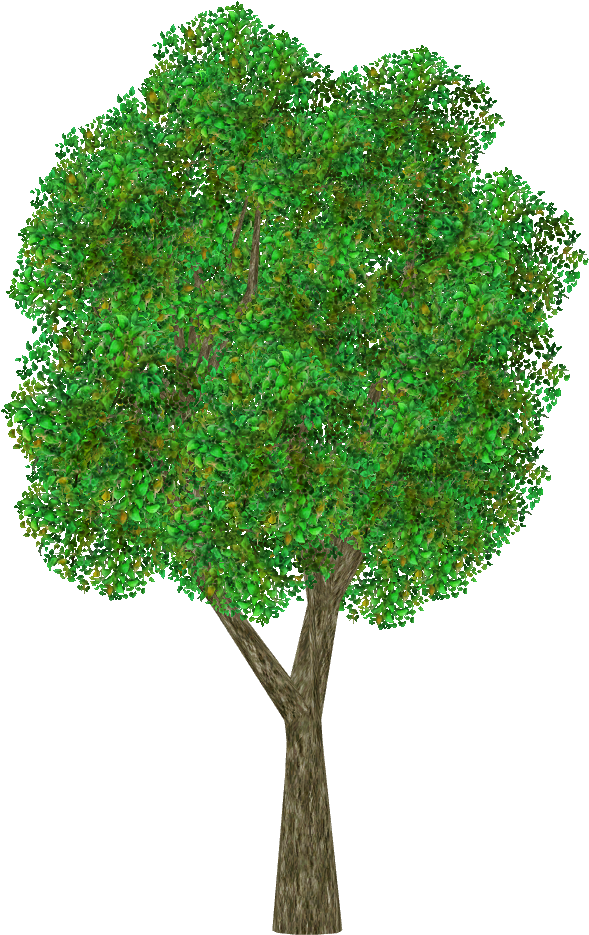 Japanese Beech - Grass (934x934), Png Download