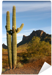 Saguaro Cactus At Pichacho State Park, Az Wall Mural - Arizona (400x400), Png Download