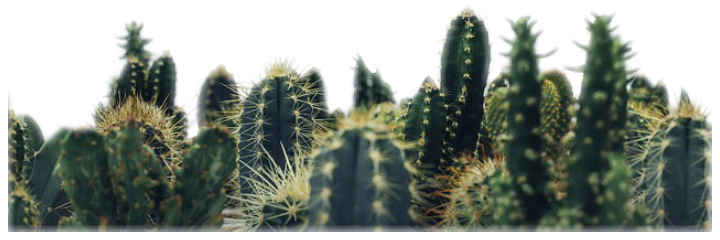 Cactus Freetoedit - Cactus Background (720x240), Png Download