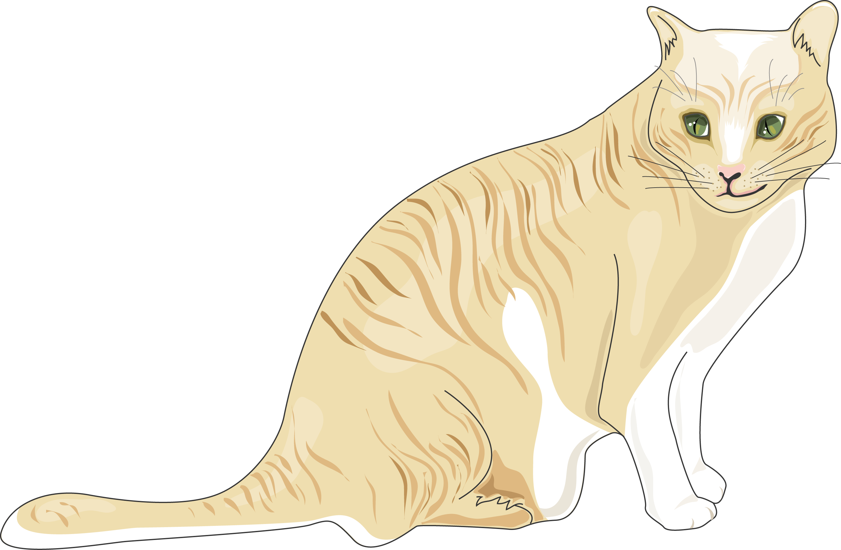 Download The Image - Cat (2681x1756), Png Download