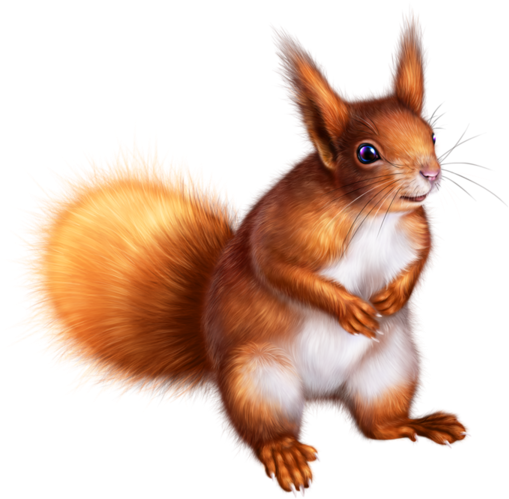 Ecureuil Pinterest - D Animaux De La Foret (600x600), Png Download