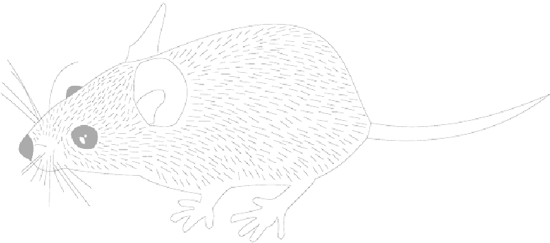 Mb Image/png - Rat (800x400), Png Download