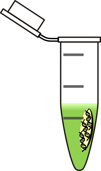 Tube Dna Light Green Clipart Png For Web (354x596), Png Download