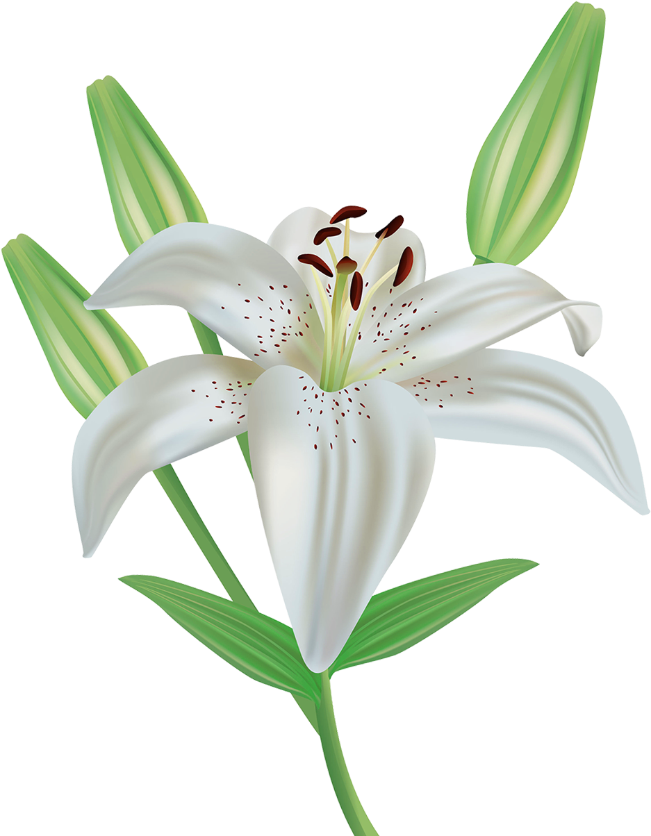 Lily Flower Clipart Png Image - Lirio Png (991x1206), Png Download