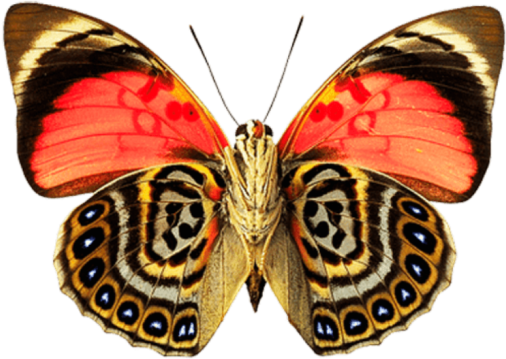 Butterfly Dots Png - Painted Lady Butterfly Png (576x418), Png Download