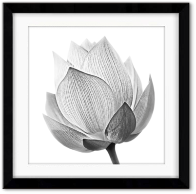 Sale Delicate Perfection - Lotus Bud Shutterstock Black And White (480x480), Png Download