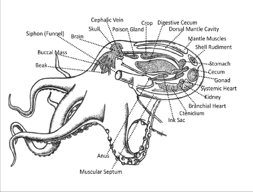 Schematic Representation Of External And Internal Body - Anatomy (850x646), Png Download