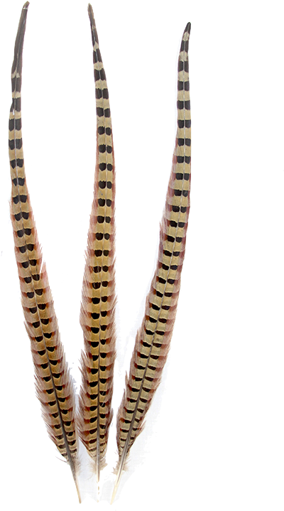 Pheasant Natural Ringneck Feathers - Pheasant (1024x768), Png Download