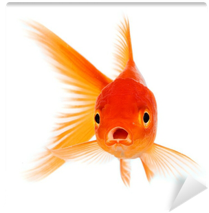 Fish In A Tree Quotes (400x400), Png Download
