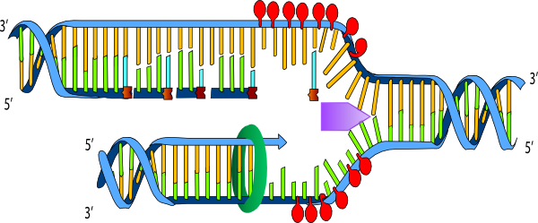 Small - Ligase In Dna Replication Transparent (600x249), Png Download
