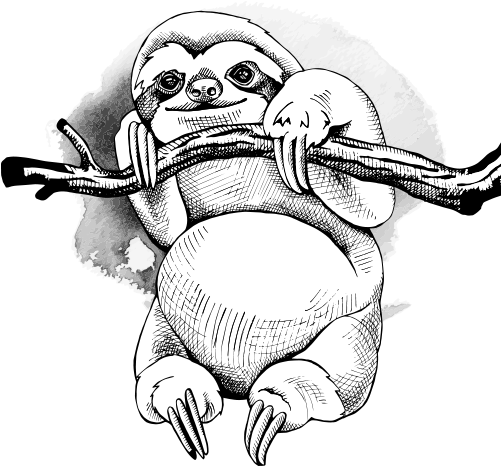 Image - Sloth Coloring Book For Adults: An Adult Coloing Book (500x500), Png Download