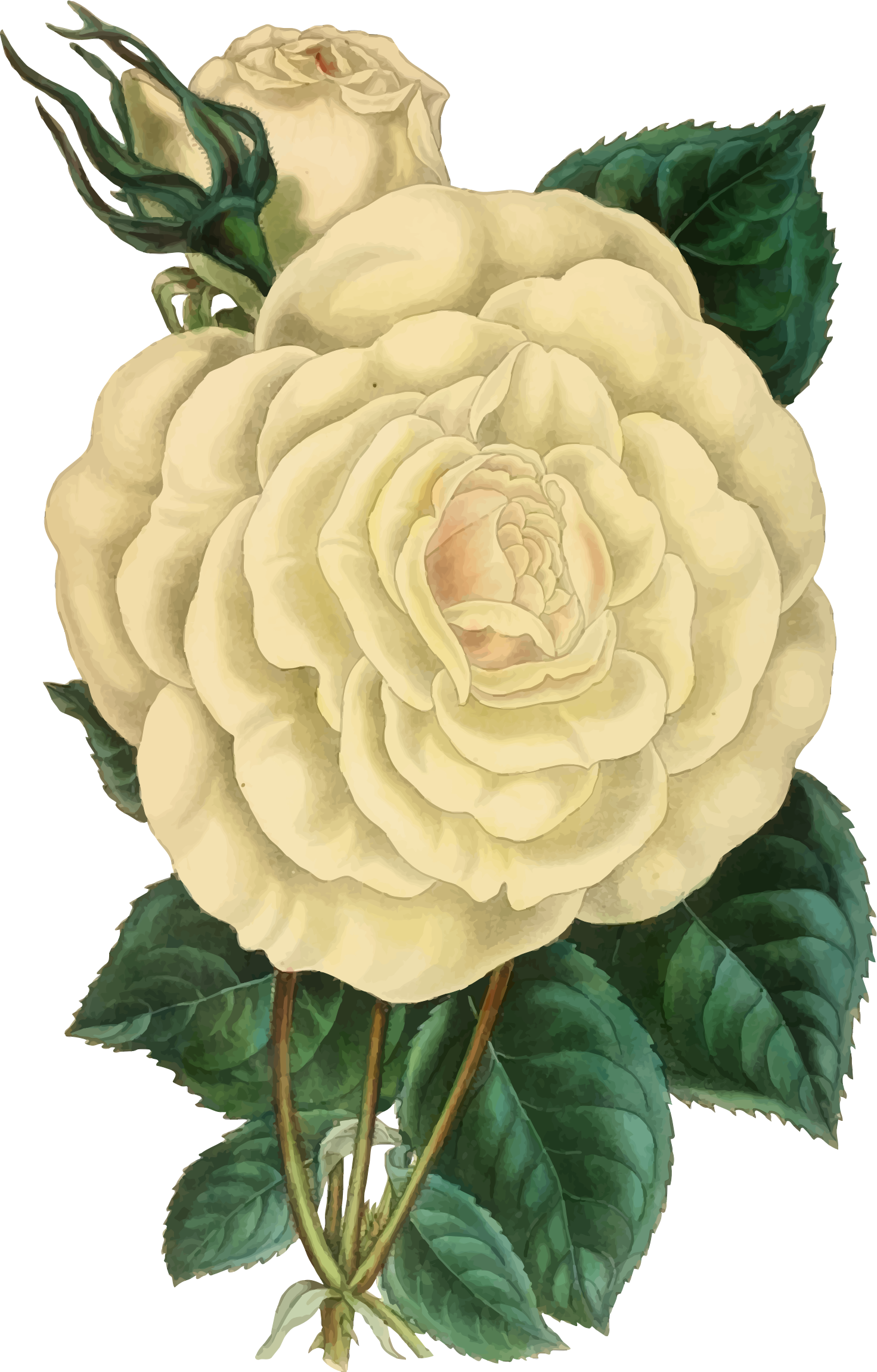 Clip Art Freeuse Library Illustration Big Image Png - Vintage White Rose Illustrations (1471x2300), Png Download