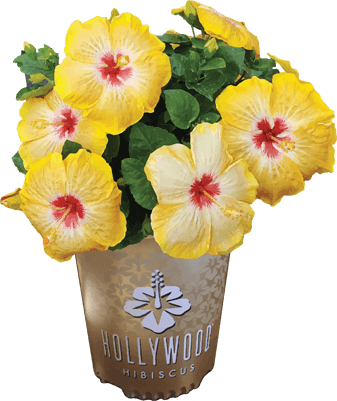 Hollywood (337x401), Png Download