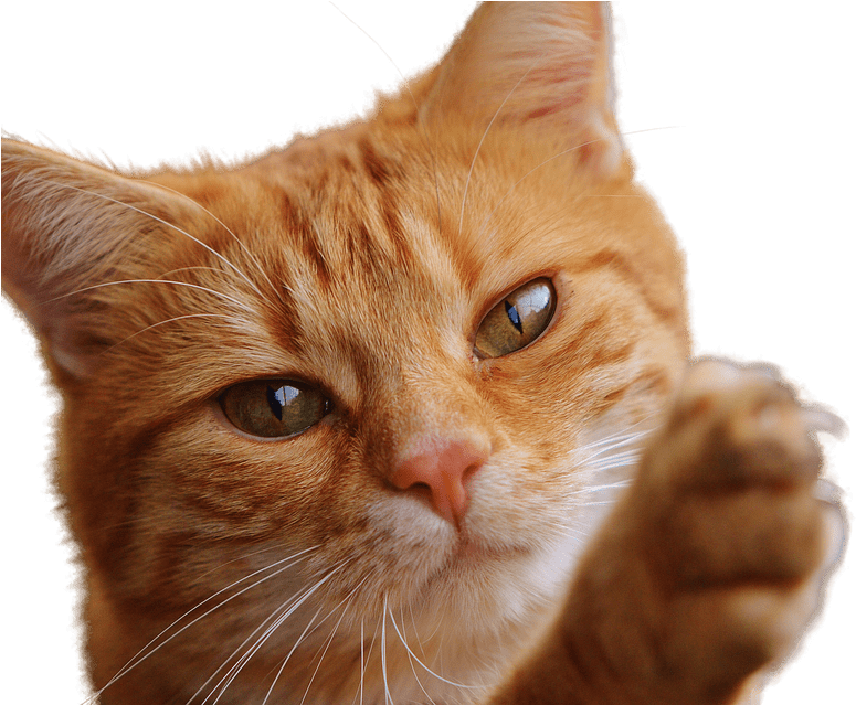 Png Fotos Of Cats (500x332), Png Download