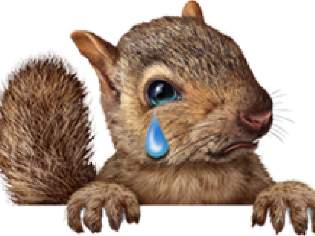 Squirrel Png Transparent Images - Christmas Squirrel (640x480), Png Download