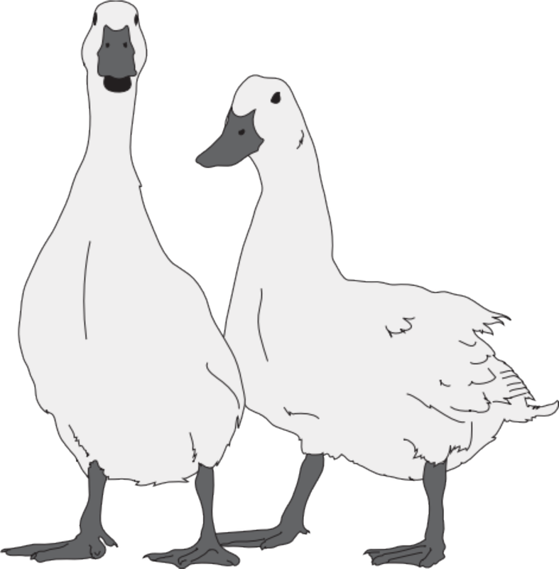Tags - - Goose Pet Clipart (787x800), Png Download