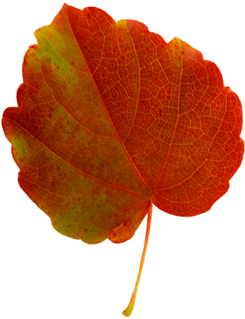 Fall Leaves Clip Art - Clip Art Fall Leaves (356x472), Png Download