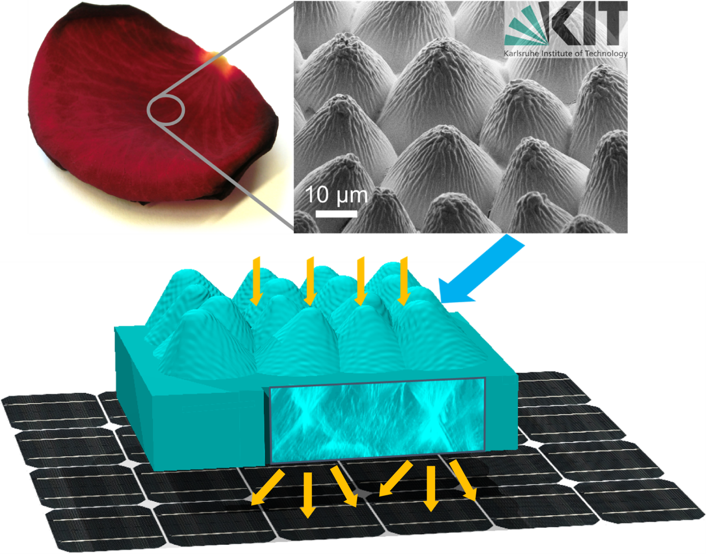 The Epidermis Of A Rose Petal Is Replicated In A Transparent - Solar Cell (1386x1087), Png Download