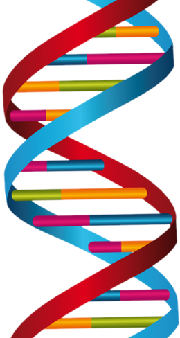 Dna Strand (260x488), Png Download