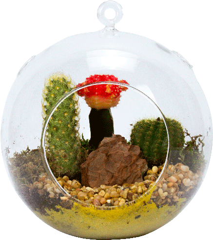 7" Glass Globe Succulent Plant Terrarium - Photograph (500x500), Png Download
