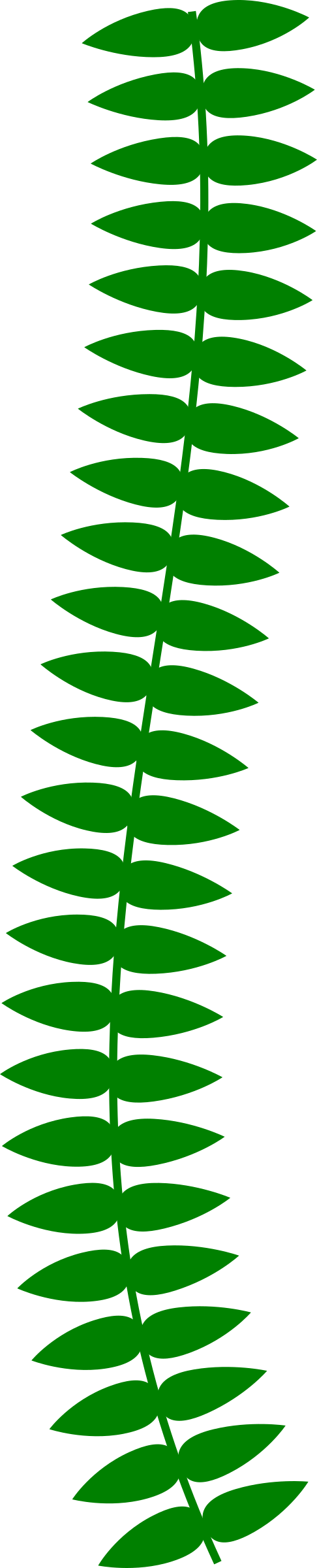 Long Vine Big Image Png - Vine Plant Clipart Png (486x2400), Png Download