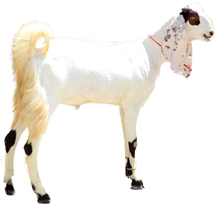 Sadqa For Big Size Goat - Goat Picture In Pakistan (800x774), Png Download