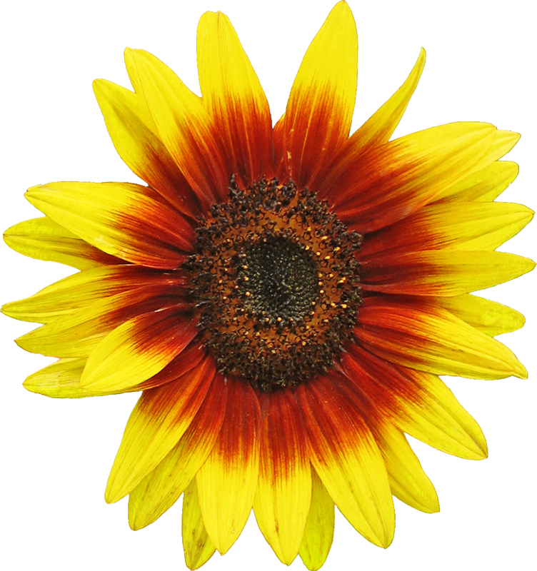 Original File - Red Sunflower Clipart (752x800), Png Download