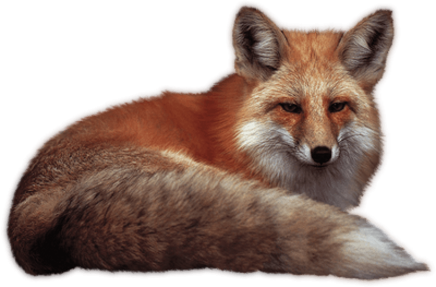 Free Png Fox Png Images Transparent - Fox Png (850x559), Png Download