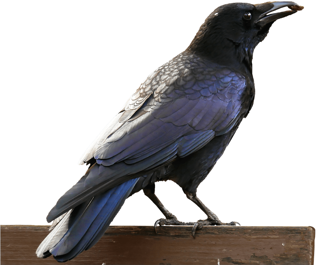 Rabe Vogel (479x340), Png Download