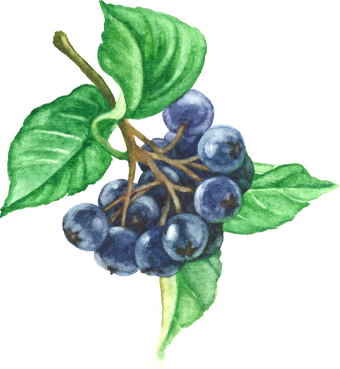 Aronia Berries - Chokeberry (1155x1254), Png Download
