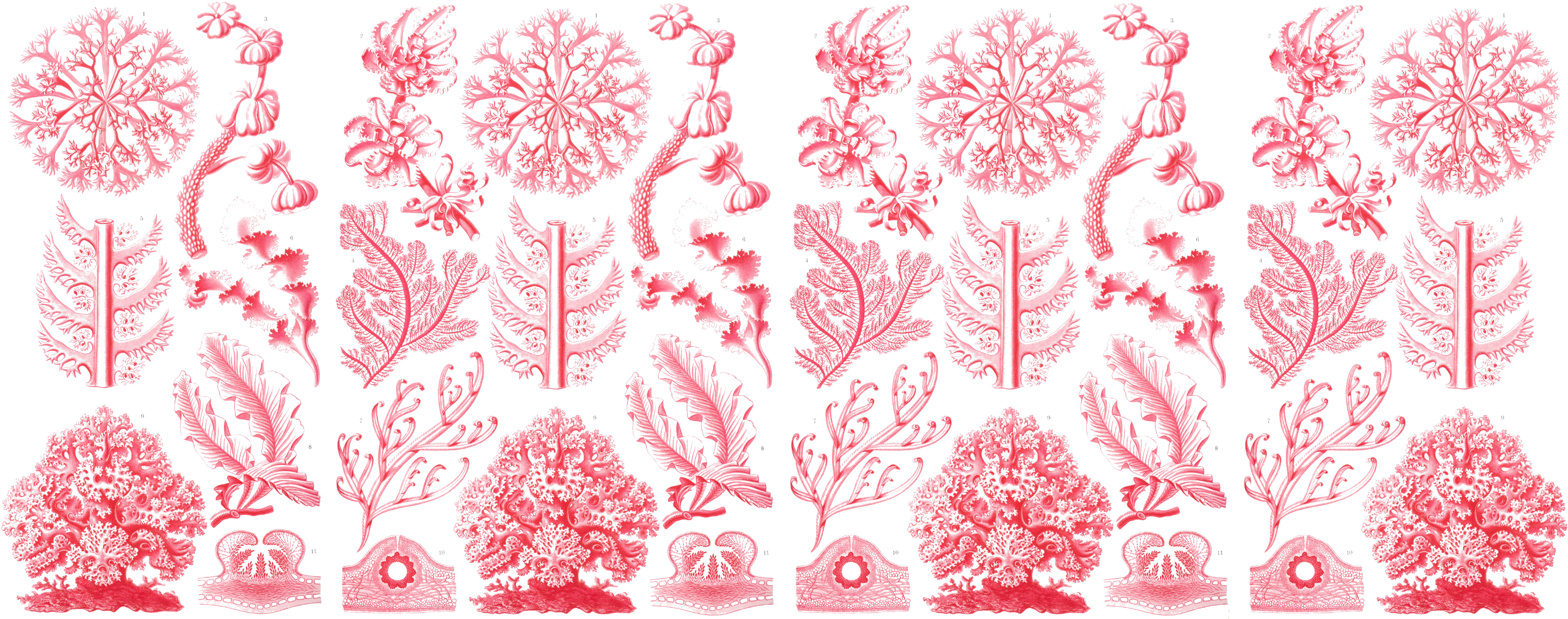 11oz Mug Haeckel Pink Floridae - Poster: Florideae Nature Art Print Poster By Ernst (2681x1110), Png Download